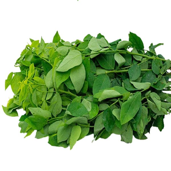 Rau Bồ / Bù Ngót