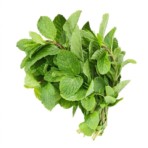 Rau Húng Lủi / Nhủi