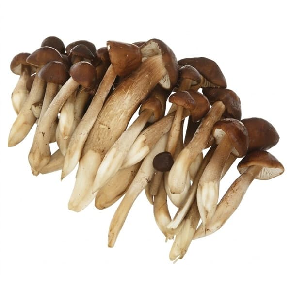 Nấm Mối Ðen