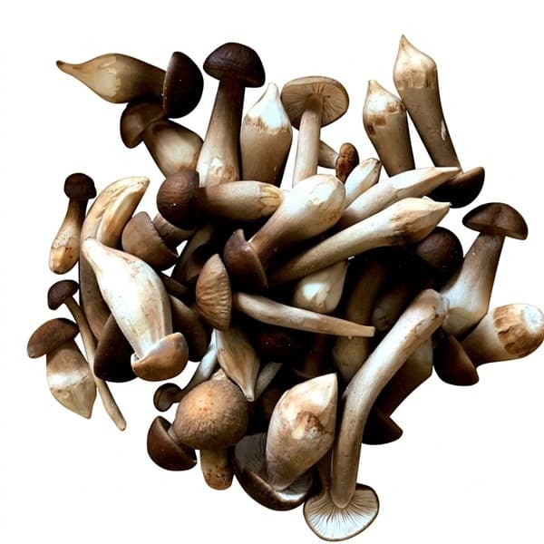 Nấm Mối Ðen