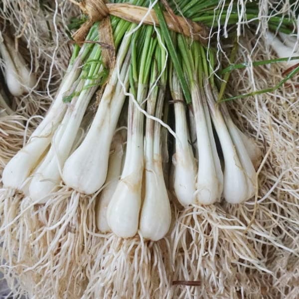 Củ Kiệu