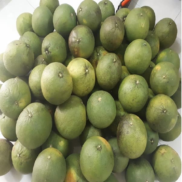 Bưởi Da Xanh lão - L'Farm Standard - Dưới 1kg/trái