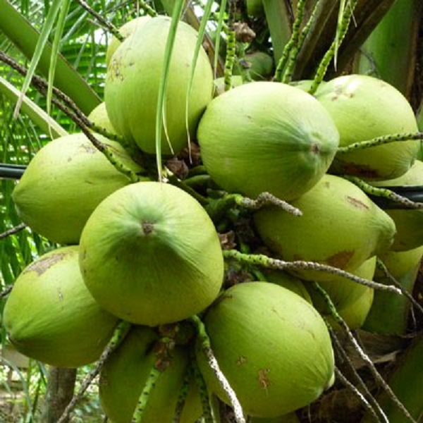 Dừa Dứa