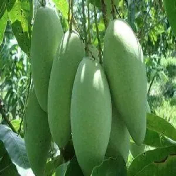 Xoài Tượng