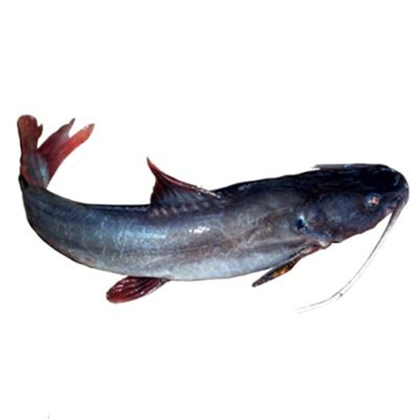 Cá Lăng Nha - Phi lê sạch xương - TOH Fish - Túi PE 500g